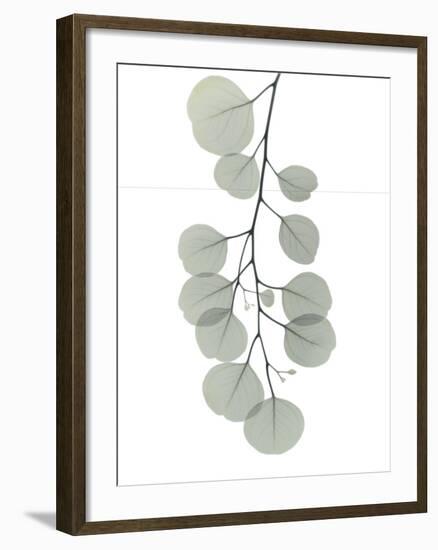 Descending Eucalyptus 1-Albert Koetsier-Framed Photo