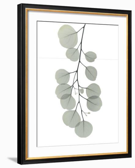 Descending Eucalyptus 1-Albert Koetsier-Framed Photo