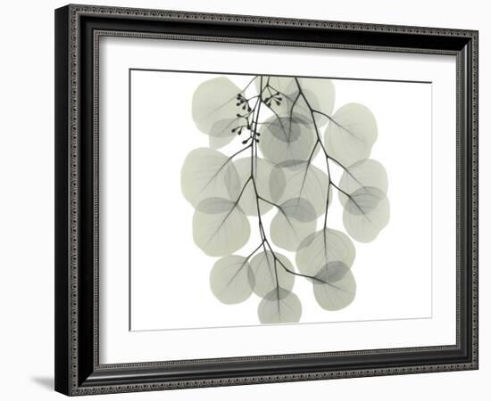 Descending Eucalyptus 4-Albert Koetsier-Framed Photo