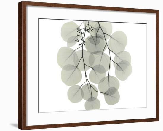 Descending Eucalyptus 4-Albert Koetsier-Framed Photo