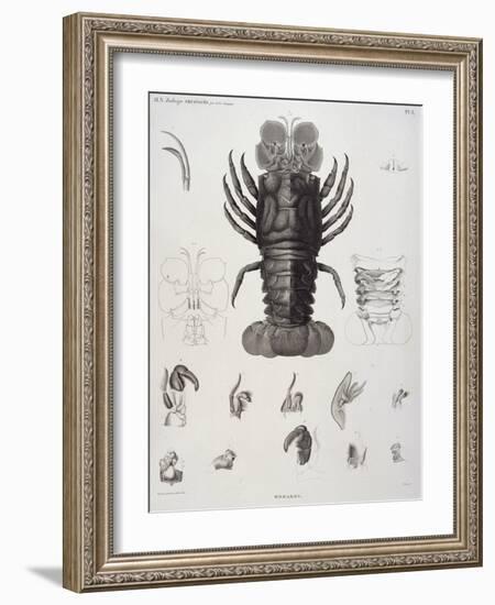 Description de l'Egypte : Zoologie, crustacé : homard-Salvadore Tresca-Framed Giclee Print