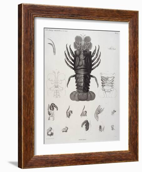 Description de l'Egypte : Zoologie, crustacé : homard-Salvadore Tresca-Framed Giclee Print