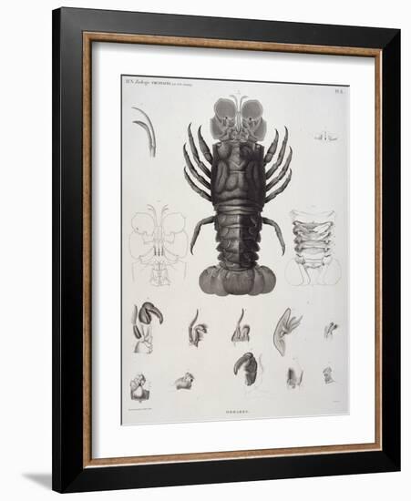 Description de l'Egypte : Zoologie, crustacé : homard-Salvadore Tresca-Framed Giclee Print