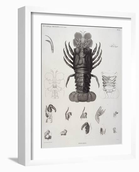 Description de l'Egypte : Zoologie, crustacé : homard-Salvadore Tresca-Framed Giclee Print