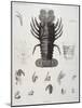 Description de l'Egypte : Zoologie, crustacé : homard-Salvadore Tresca-Mounted Giclee Print