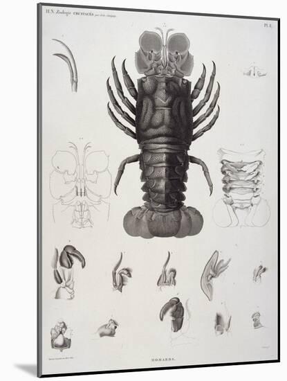 Description de l'Egypte : Zoologie, crustacé : homard-Salvadore Tresca-Mounted Giclee Print