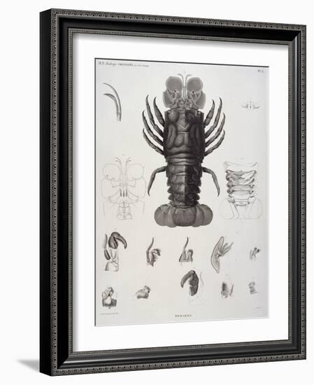 Description de l'Egypte : Zoologie, crustacé : homard-Salvadore Tresca-Framed Giclee Print