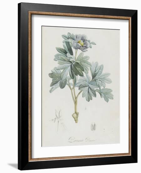 Description des plantes rares que l'on cultive à Navarre et à Malmaison-Pierre-Joseph Redouté-Framed Giclee Print