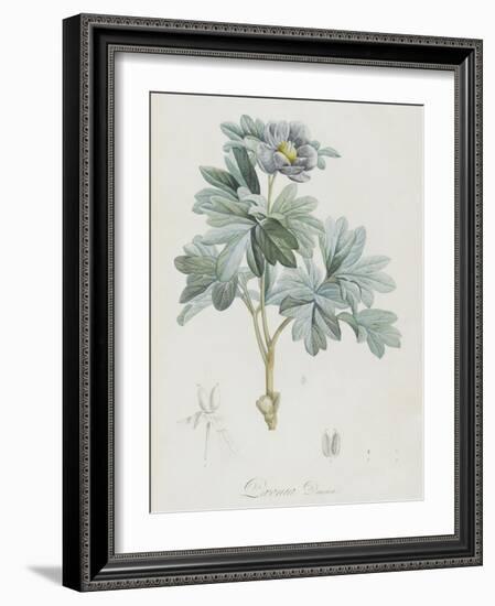 Description des plantes rares que l'on cultive à Navarre et à Malmaison-Pierre-Joseph Redouté-Framed Giclee Print