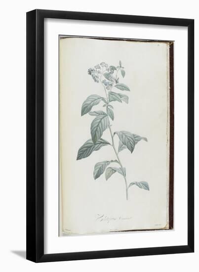 Description des plantes rares que l'on cultive à Navarre et à Malmaison-Pierre-Joseph Redouté-Framed Giclee Print