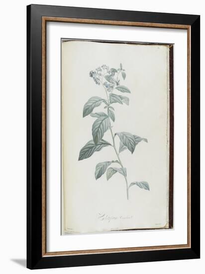 Description des plantes rares que l'on cultive à Navarre et à Malmaison-Pierre-Joseph Redouté-Framed Giclee Print