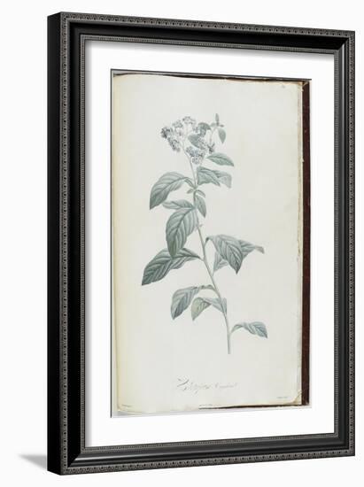 Description des plantes rares que l'on cultive à Navarre et à Malmaison-Pierre-Joseph Redouté-Framed Giclee Print