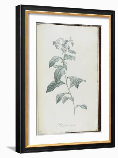 Description des plantes rares que l'on cultive à Navarre et à Malmaison-Pierre-Joseph Redouté-Framed Giclee Print