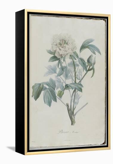 Description des plantes rares que l'on cultive à Navarre et à Malmaison-Pierre-Joseph Redouté-Framed Premier Image Canvas