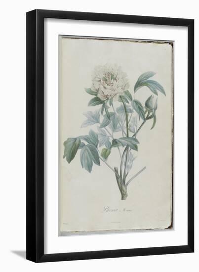 Description des plantes rares que l'on cultive à Navarre et à Malmaison-Pierre-Joseph Redouté-Framed Giclee Print