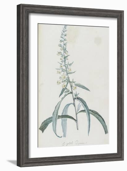 Description des plantes rares que l'on cultive à Navarre et à Malmaison-Pierre-Joseph Redouté-Framed Giclee Print