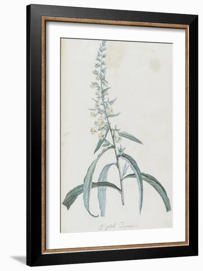 Description des plantes rares que l'on cultive à Navarre et à Malmaison-Pierre-Joseph Redouté-Framed Giclee Print