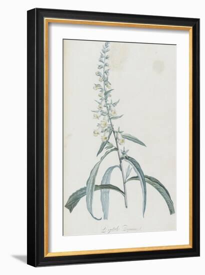 Description des plantes rares que l'on cultive à Navarre et à Malmaison-Pierre-Joseph Redouté-Framed Giclee Print