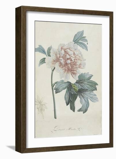 Description des plantes rares que l'on cultive à Navarre et à Malmaison-Pierre-Joseph Redouté-Framed Giclee Print