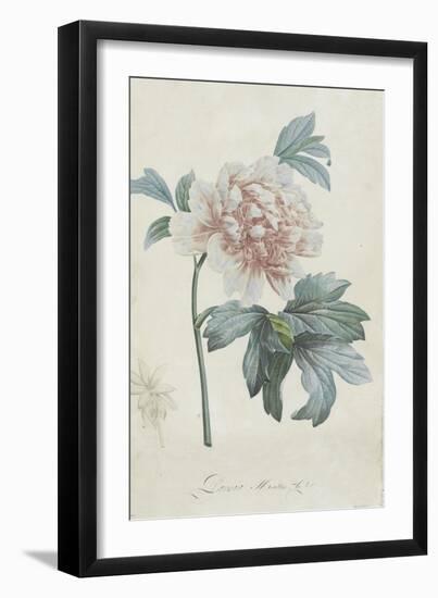 Description des plantes rares que l'on cultive à Navarre et à Malmaison-Pierre-Joseph Redouté-Framed Giclee Print