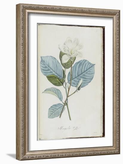 Description des plantes rares que l'on cultive à Navarre et à Malmaison-Pierre-Joseph Redouté-Framed Giclee Print