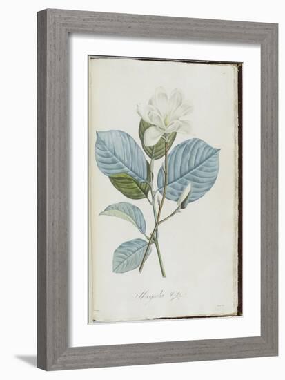 Description des plantes rares que l'on cultive à Navarre et à Malmaison-Pierre-Joseph Redouté-Framed Giclee Print