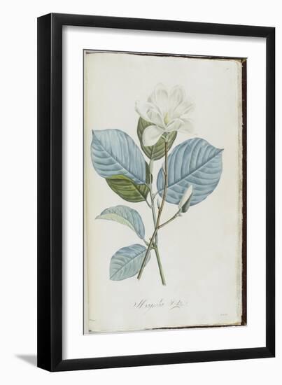 Description des plantes rares que l'on cultive à Navarre et à Malmaison-Pierre-Joseph Redouté-Framed Giclee Print