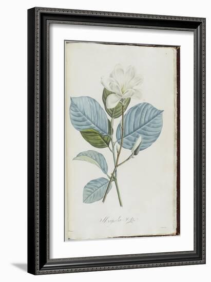 Description des plantes rares que l'on cultive à Navarre et à Malmaison-Pierre-Joseph Redouté-Framed Giclee Print