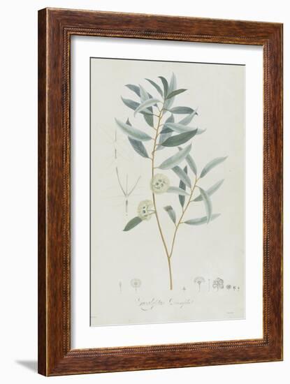 Description des plantes rares que l'on cultive à Navarre et à Malmaison-Pierre-Joseph Redouté-Framed Giclee Print