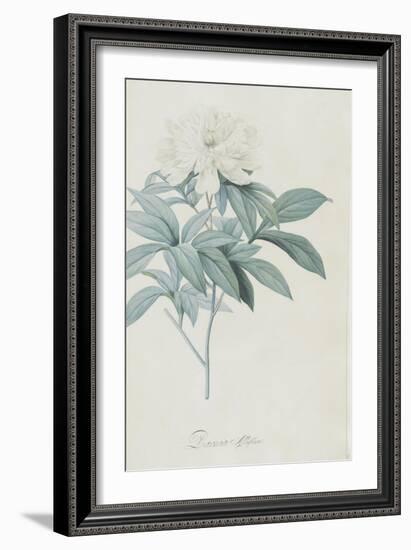 Description des plantes rares que l'on cultive à Navarre et à Malmaison-Pierre-Joseph Redouté-Framed Giclee Print