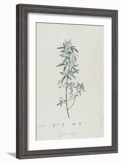 Description des plantes rares que l'on cultive à Navarre et à Malmaison-Pierre-Joseph Redouté-Framed Giclee Print