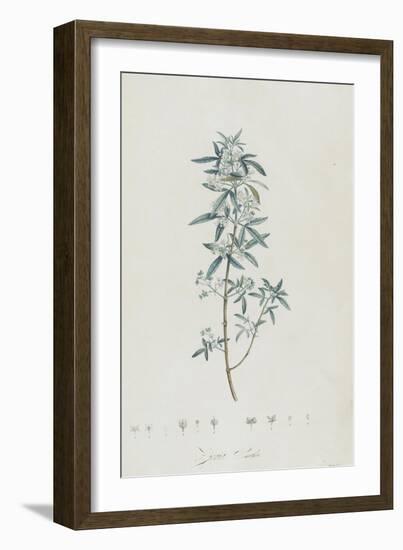 Description des plantes rares que l'on cultive à Navarre et à Malmaison-Pierre-Joseph Redouté-Framed Giclee Print