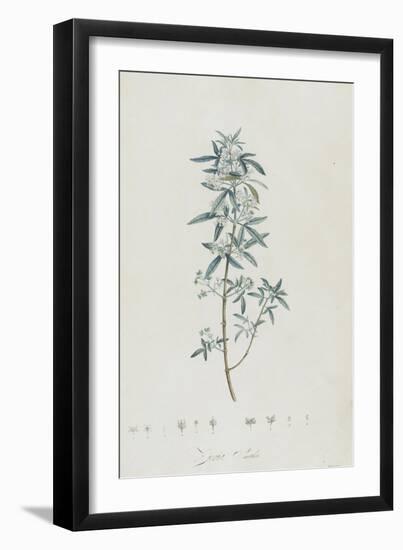 Description des plantes rares que l'on cultive à Navarre et à Malmaison-Pierre-Joseph Redouté-Framed Giclee Print