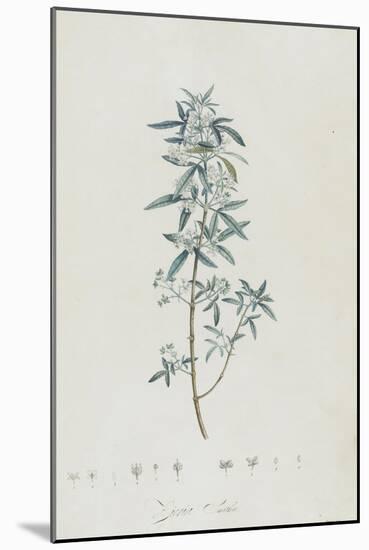 Description des plantes rares que l'on cultive à Navarre et à Malmaison-Pierre-Joseph Redouté-Mounted Giclee Print