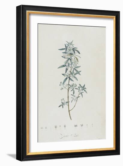 Description des plantes rares que l'on cultive à Navarre et à Malmaison-Pierre-Joseph Redouté-Framed Giclee Print