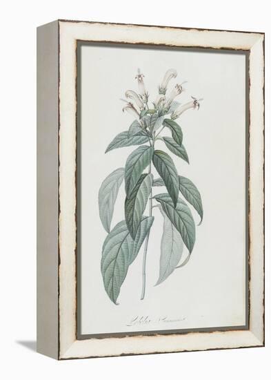 Description des plantes rares que l'on cultive à Navarre et à Malmaison-Pierre-Joseph Redouté-Framed Premier Image Canvas