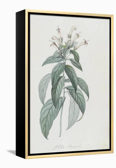 Description des plantes rares que l'on cultive à Navarre et à Malmaison-Pierre-Joseph Redouté-Framed Premier Image Canvas