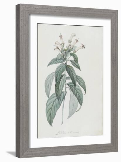 Description des plantes rares que l'on cultive à Navarre et à Malmaison-Pierre-Joseph Redouté-Framed Giclee Print