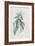 Description des plantes rares que l'on cultive à Navarre et à Malmaison-Pierre-Joseph Redouté-Framed Giclee Print