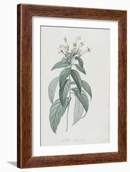 Description des plantes rares que l'on cultive à Navarre et à Malmaison-Pierre-Joseph Redouté-Framed Giclee Print