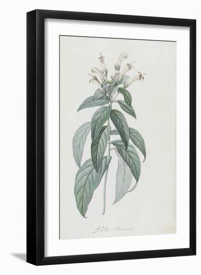 Description des plantes rares que l'on cultive à Navarre et à Malmaison-Pierre-Joseph Redouté-Framed Giclee Print