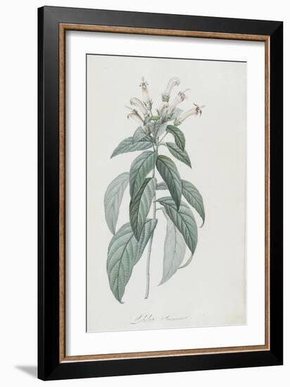 Description des plantes rares que l'on cultive à Navarre et à Malmaison-Pierre-Joseph Redouté-Framed Giclee Print