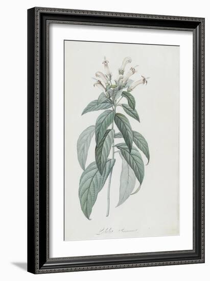 Description des plantes rares que l'on cultive à Navarre et à Malmaison-Pierre-Joseph Redouté-Framed Giclee Print