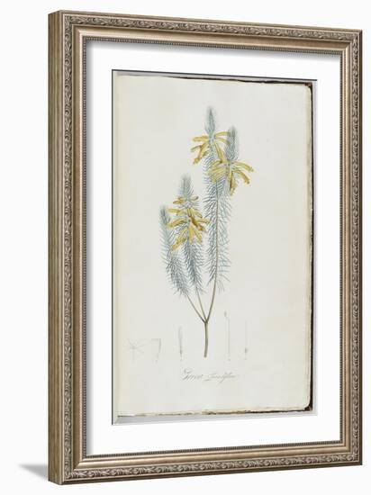 Description des plantes rares que l'on cultive à Navarre et à Malmaison-Pierre-Joseph Redouté-Framed Giclee Print