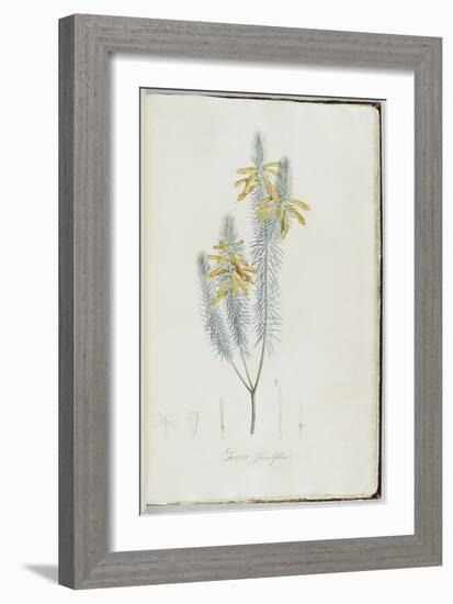 Description des plantes rares que l'on cultive à Navarre et à Malmaison-Pierre-Joseph Redouté-Framed Giclee Print