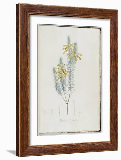 Description des plantes rares que l'on cultive à Navarre et à Malmaison-Pierre-Joseph Redouté-Framed Giclee Print