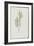 Description des plantes rares que l'on cultive à Navarre et à Malmaison-Pierre-Joseph Redouté-Framed Giclee Print