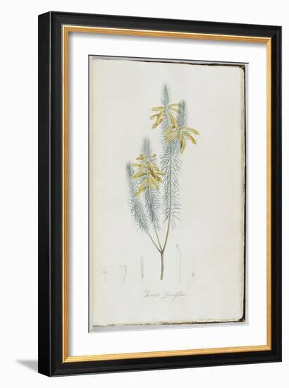 Description des plantes rares que l'on cultive à Navarre et à Malmaison-Pierre-Joseph Redouté-Framed Giclee Print