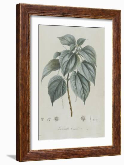 Description des plantes rares que l'on cultive à Navarre et à Malmaison-Pierre-Joseph Redouté-Framed Giclee Print