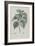 Description des plantes rares que l'on cultive à Navarre et à Malmaison-Pierre-Joseph Redouté-Framed Giclee Print